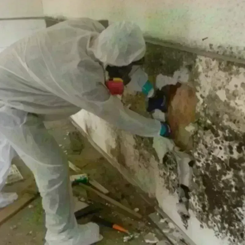 Mold Remediation and Removal in Grand Boulevard, IL